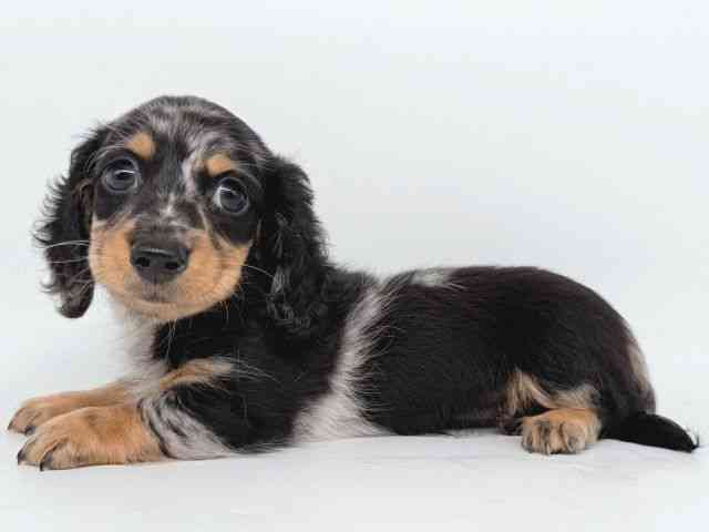 大阪府のミニチュアダックスフンド(ロング) (ひごペットフレンドリー瓜破店/2025年8月12日生まれ/女の子/シルバーダップル)の子犬の3枚目の画像