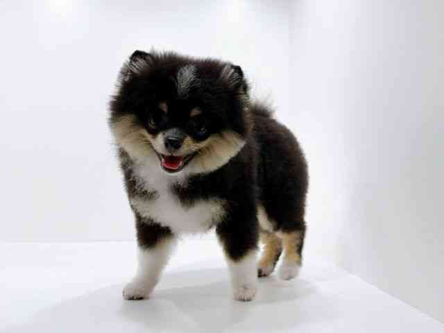 広島県のポメラニアン (ひごペットフレンドリーフジグラン神辺店/2025年8月12日生まれ/男の子/ブラックタンホワイト)の子犬の3枚目の画像