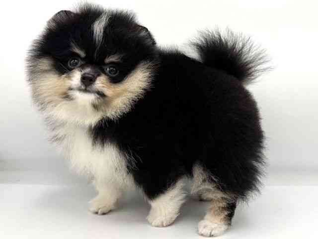 大阪府のポメラニアン (ひごペットフレンドリーららぽーとEXPOCITY店/2025年8月12日生まれ/男の子/ブラックタンホワイト)の子犬の3枚目の画像