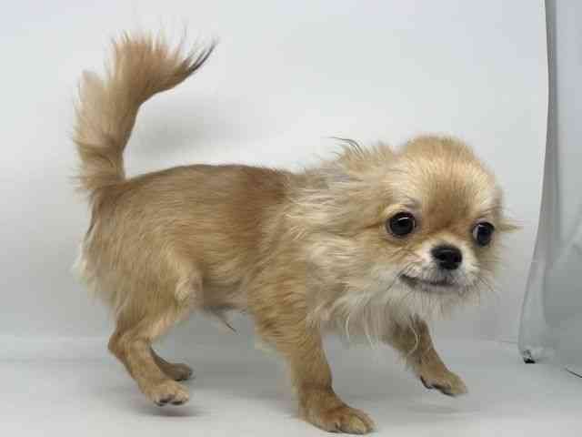 徳島県のチワワ(ロング) (ひごペットフレンドリーゆめタウン徳島店/2025年8月13日生まれ/男の子/フォーンホワイト)の子犬の3枚目の画像