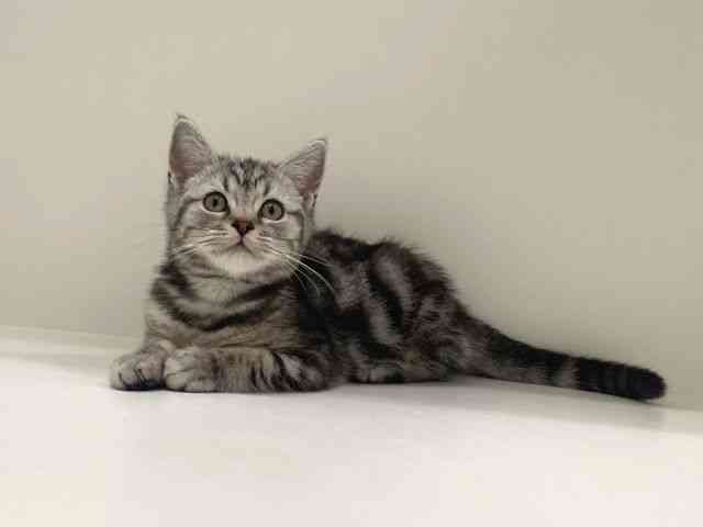兵庫県のスコティッシュフォールド (ひごペットフレンドリーイトーヨーカドー明石店/2025年8月11日生まれ/男の子/シルバータビー)の子猫の3枚目の画像