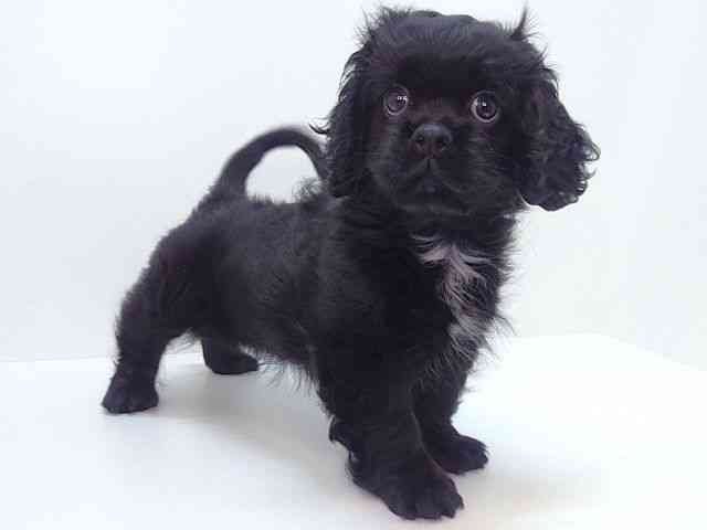 大阪府のハーフ犬・ミックス犬 (ひごペットフレンドリーいこらもーる泉佐野店/2025年8月14日生まれ/女の子/ブラックホワイト)の子犬の3枚目の画像