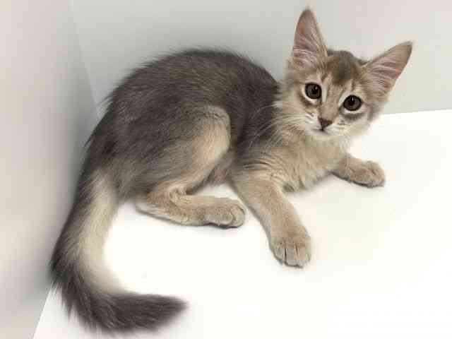 奈良県のソマリ (ひごペットフレンドリーイオンモール橿原ウエスト・ビレッジ店/2025年8月14日生まれ/女の子/ブルー)の子猫の3枚目の画像