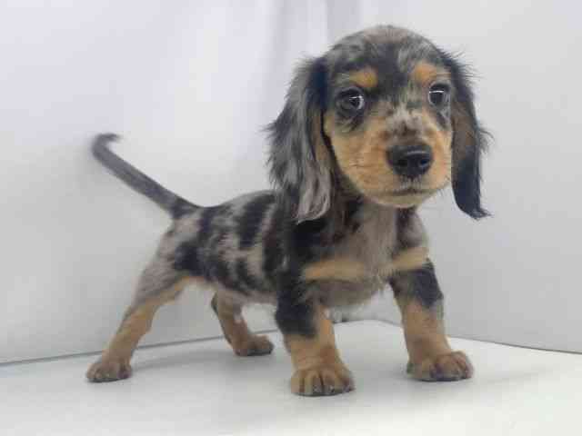 兵庫県のミニチュアダックスフンド(ロング) (ひごペットフレンドリーイオンタウン加古川店/2025年8月17日生まれ/男の子/シルバーダップル)の子犬の3枚目の画像