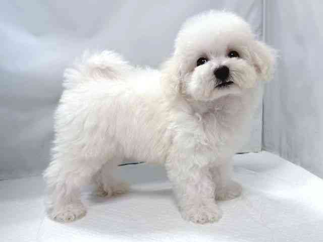 大阪府のビションフリーゼ (ひごペットフレンドリー堺プラットプラット店/2025年8月17日生まれ/男の子/ホワイト)の子犬の3枚目の画像