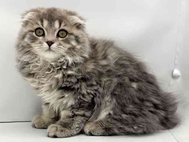 兵庫県のスコティッシュフォールド (ひごペットフレンドリークラウンパーク伊丹店/2025年8月15日生まれ/男の子/ブルータビーホワイト)の子猫の3枚目の画像