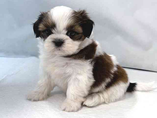 大阪府のシーズー (ひごペットフレンドリー堺プラットプラット店/2025年8月16日生まれ/女の子/ホワイトゴールド)の子犬の3枚目の画像