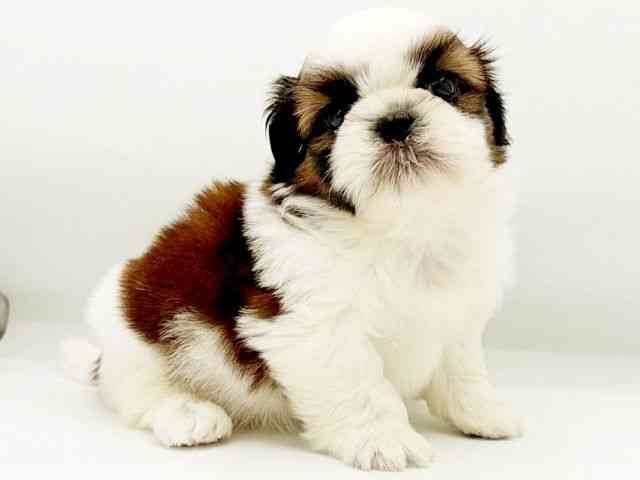 兵庫県のシーズー (ひごペットフレンドリーコロワ甲子園店/2025年8月16日生まれ/男の子/ホワイトゴールド)の子犬の3枚目の画像