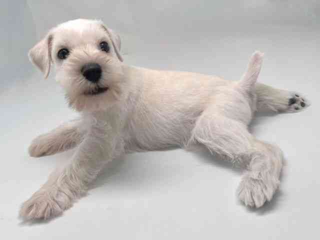 京都府のミニチュアシュナウザー (ひごペットフレンドリー洛北阪急スクエア店/2025年8月13日生まれ/女の子/ホワイト)の子犬の3枚目の画像