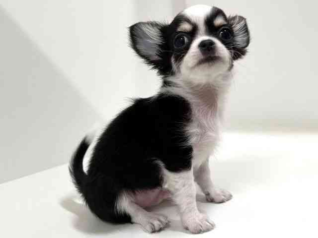 奈良県のチワワ(ロング) (ひごペットフレンドリーイオンモール橿原ウエスト・ビレッジ店/2025年8月16日生まれ/男の子/ホワイトブラックタン)の子犬の3枚目の画像