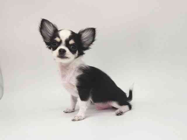 大阪府のチワワ(ロング) (ひごペットフレンドリー泉ヶ丘店/2025年8月16日生まれ/男の子/ホワイトブラックタン)の子犬の3枚目の画像