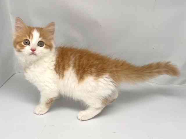 京都府のサイベリアン (ひごペットフレンドリー洛北阪急スクエア店/2025年8月16日生まれ/女の子/レッドタビーホワイト)の子猫の3枚目の画像