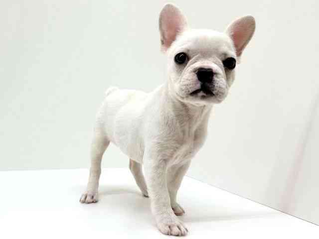 兵庫県のフレンチブルドッグ (ひごペットフレンドリーブルメールHAT神戸店/2025年8月16日生まれ/女の子/クリーム)の子犬の3枚目の画像