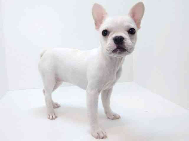 大阪府のフレンチブルドッグ (ひごペットフレンドリーいこらもーる泉佐野店/2025年8月16日生まれ/女の子/クリーム)の子犬の3枚目の画像