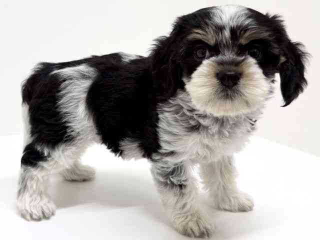 大阪府のマルキャバ/キャバチーズ(マルチーズ×キャバリア) (ひごペットフレンドリーくずはモール店/2025年8月16日生まれ/女の子/トライカラー)の子犬の3枚目の画像