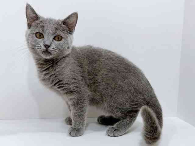 広島県のシャルトリュー (ひごペットフレンドリーフジグラン神辺店/2025年8月14日生まれ/女の子/ブルー)の子猫の3枚目の画像