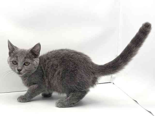 愛知県のシャルトリュー (ひごペットフレンドリーヴィアモール アピタ江南西店/2025年8月14日生まれ/女の子/ブルー)の子猫の3枚目の画像