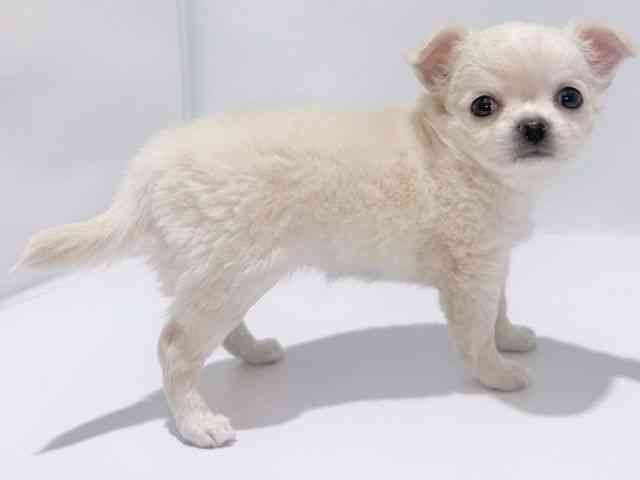 大阪府のチワワ(ロング) (ひごペットフレンドリーイズミヤショッピングセンター千里丘店/2025年8月17日生まれ/女の子/クリーム)の子犬の3枚目の画像