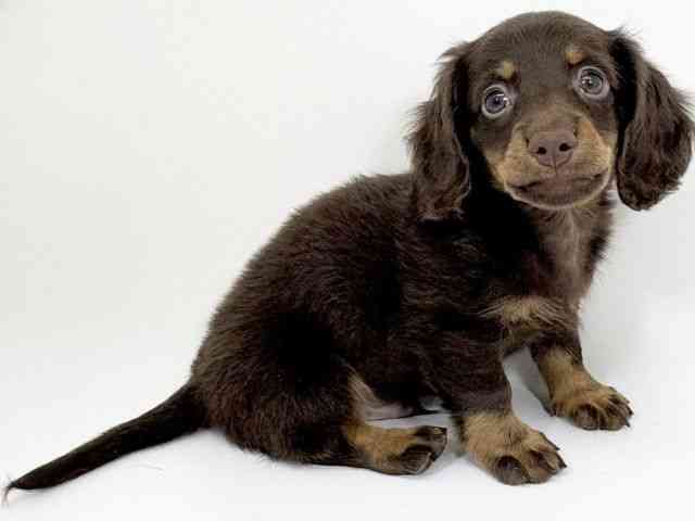 京都府のミニチュアダックスフンド(ロング) (ひごペットフレンドリーイズミヤショッピングセンター八幡店/2025年8月16日生まれ/男の子/チョコレートタン)の子犬の3枚目の画像