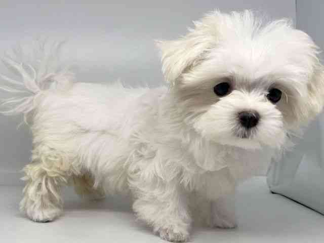 徳島県のマルチーズ (ひごペットフレンドリーゆめタウン徳島店/2025年8月14日生まれ/女の子/ホワイト)の子犬の3枚目の画像