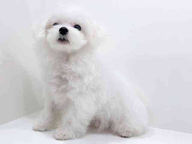 広島県のハーフ犬・ミックス犬 (ひごペットフレンドリーフジグラン神辺店/2025年8月16日生まれ/男の子/ホワイト)の子犬の3枚目の画像