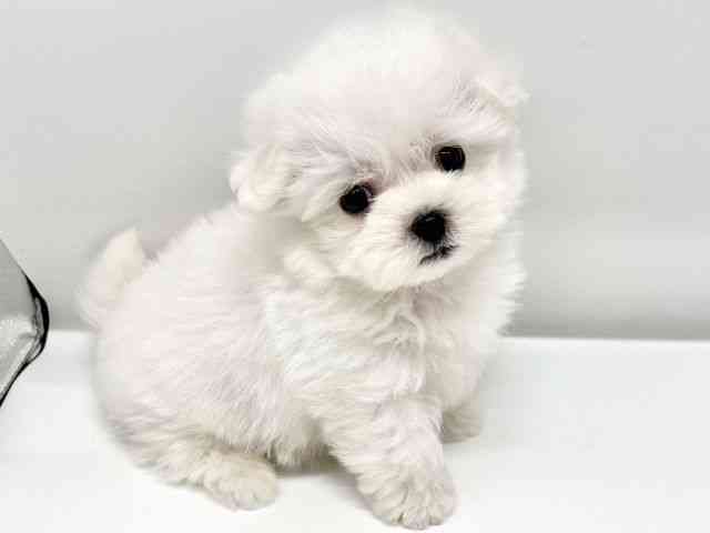 大阪府のハーフ犬・ミックス犬 (ひごペットフレンドリーイオンタウン豊中庄内店/2025年8月16日生まれ/男の子/ホワイト)の子犬の3枚目の画像