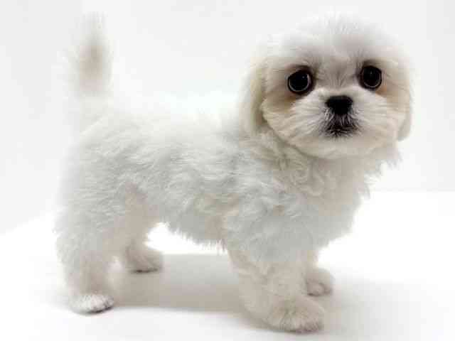 大阪府のペキマル/マルペキ(ペキニーズ×マルチーズ) (ひごペットフレンドリーくずはモール店/2025年8月9日生まれ/女の子/ホワイト)の子犬の3枚目の画像