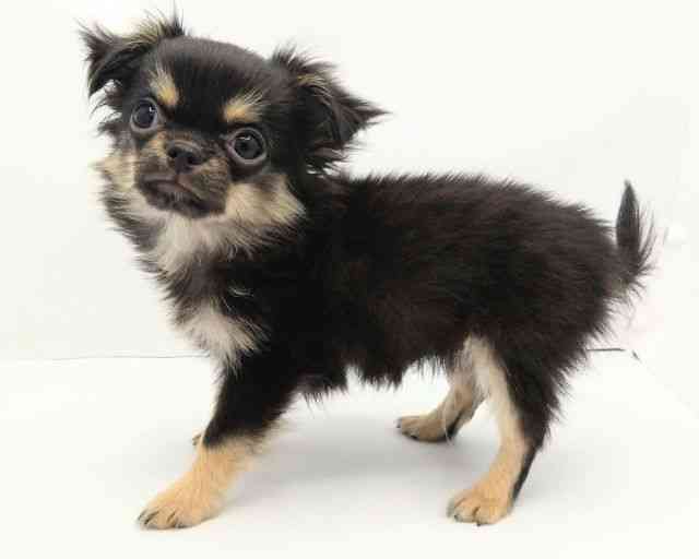 兵庫県のチワワ(ロング) (ひごペットフレンドリークラウンパーク伊丹店/2025年8月17日生まれ/男の子/ブラックタン)の子犬の3枚目の画像