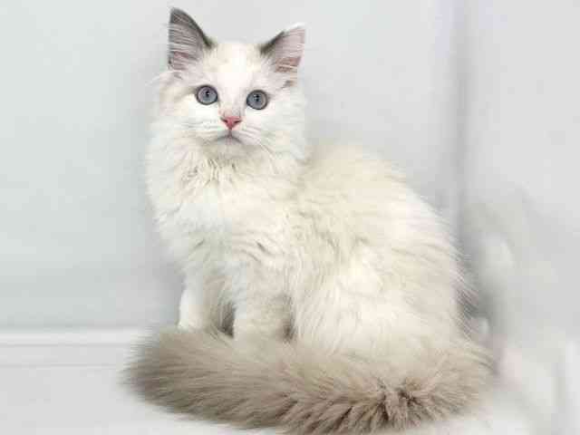 大阪府のラグドール (ひごペットフレンドリーイトーヨーカドー津久野店/2025年8月15日生まれ/男の子/ブルーポイントバイカラー)の子猫の3枚目の画像