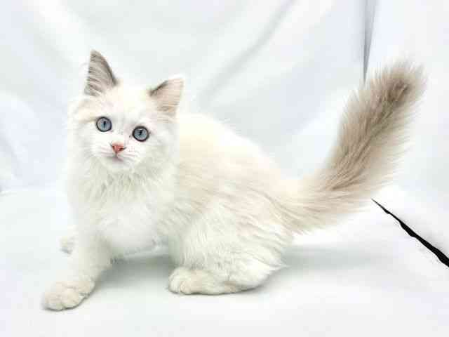 大阪府のラグドール (ひごペットフレンドリーイトーヨーカドー津久野店/2025年8月15日生まれ/男の子/ブルーポイントバイカラー)の子猫の3枚目の画像