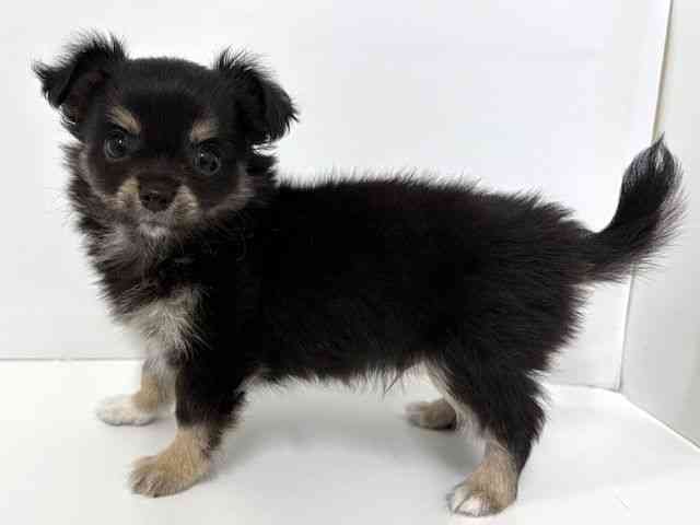 大阪府のチワワ(ロング) (ひごペットフレンドリーベルファⅡ都島店/2025年8月15日生まれ/男の子/ブラックタンホワイト)の子犬の3枚目の画像