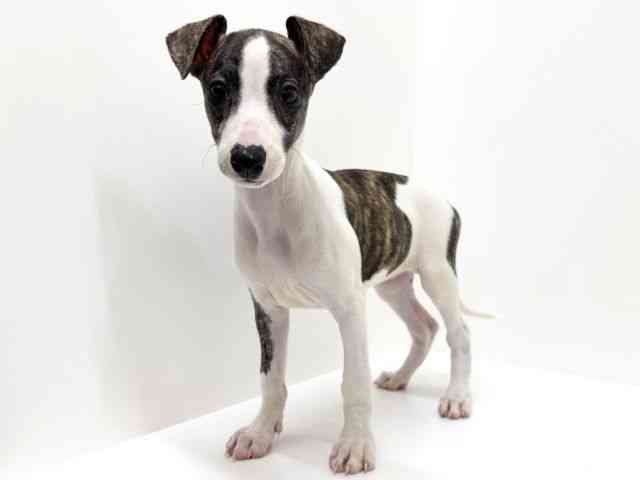 大阪府のウィペット (ひごペットフレンドリーくずはモール店/2025年8月16日生まれ/女の子/ブリンドルホワイト)の子犬の3枚目の画像