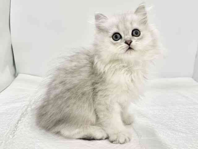 高知県のペルシャ (ひごペットフレンドリーイオンモール高知店/2025年8月13日生まれ/男の子/ブルーチンチラシルバー)の子猫の3枚目の画像