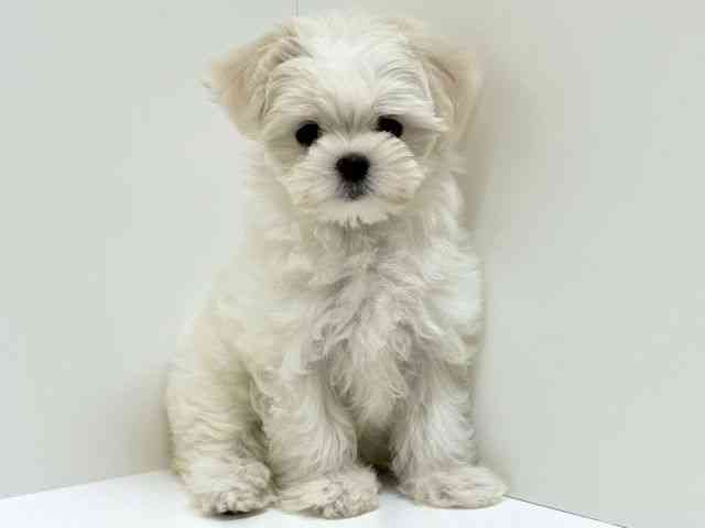 兵庫県のマルチーズ (ひごペットフレンドリーブルメールHAT神戸店/2025年8月17日生まれ/女の子/ホワイト)の子犬の3枚目の画像