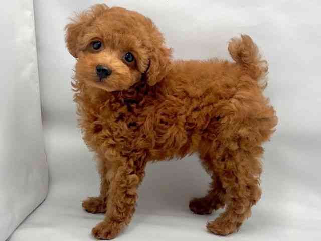 大阪府のトイプードル(トイ) (ひごペットフレンドリー東淀川店/2025年8月17日生まれ/男の子/レッド)の子犬の3枚目の画像