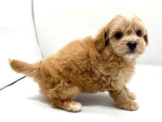 京都府のチワプー/プーチー(チワワ×プードル) (ひごペットフレンドリー京都店/2025年8月16日生まれ/男の子/アプリコット)の子犬の3枚目の画像