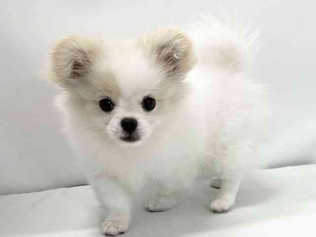 愛媛県のペキポメ/ポメペキ(ペキニーズ×ポメラニアン) (ひごペットフレンドリーイオンモール今治新都市店/2025年8月16日生まれ/女の子/クリーム)の子犬の3枚目の画像