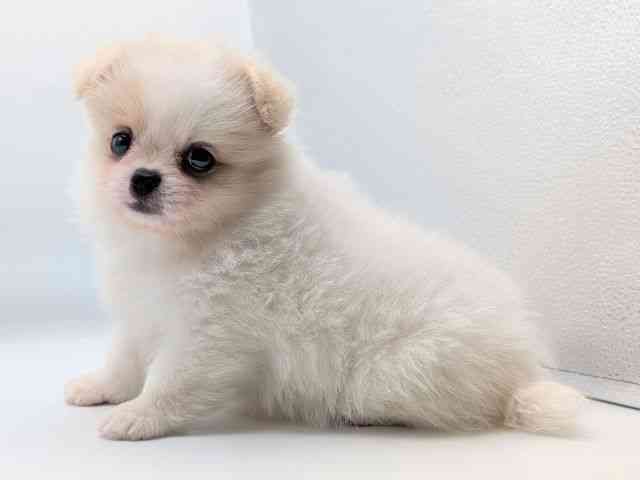 香川県のハーフ犬・ミックス犬 (ひごペットフレンドリーゆめタウン高松店/2025年8月16日生まれ/女の子/クリーム)の子犬の3枚目の画像