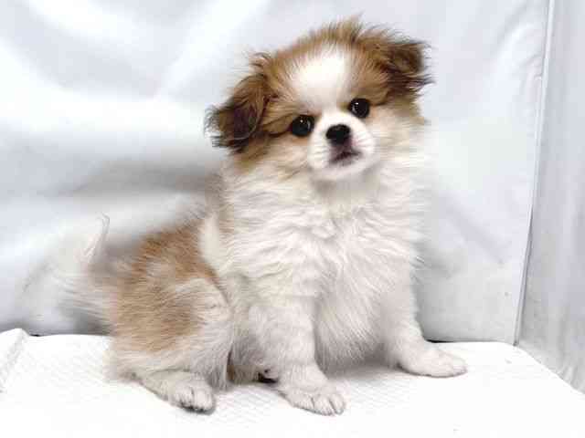 大阪府のペキポメ/ポメペキ(ペキニーズ×ポメラニアン) (ひごペットフレンドリー堺プラットプラット店/2025年8月16日生まれ/女の子/オレンジホワイト)の子犬の3枚目の画像