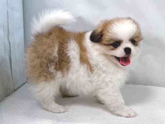 大阪府のハーフ犬・ミックス犬 (ひごペットフレンドリー堺プラットプラット店/2025年8月16日生まれ/女の子/オレンジホワイト)の子犬の3枚目の画像