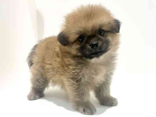 大阪府のハーフ犬・ミックス犬 (ひごペットフレンドリーイオン高槻店/2025年8月16日生まれ/男の子/オレンジ)の子犬の3枚目の画像