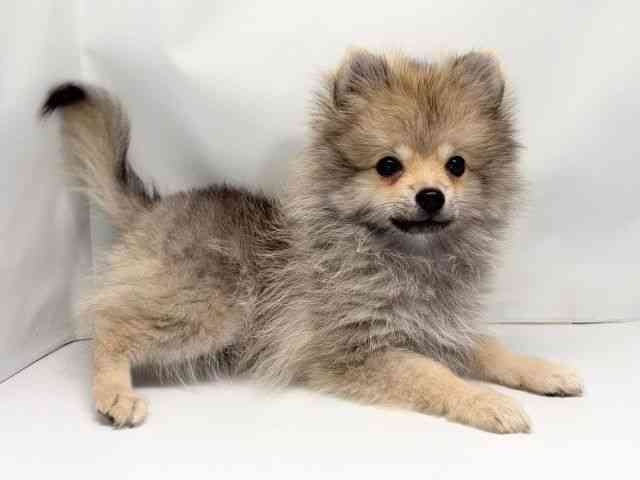京都府のポメラニアン (ひごペットフレンドリー洛北阪急スクエア店/2025年8月15日生まれ/男の子/ウルフセーブル)の子犬の3枚目の画像