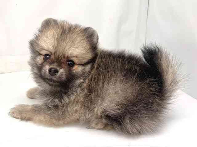 京都府のポメラニアン (ひごペットフレンドリー洛北阪急スクエア店/2025年8月15日生まれ/男の子/ウルフセーブル)の子犬の3枚目の画像