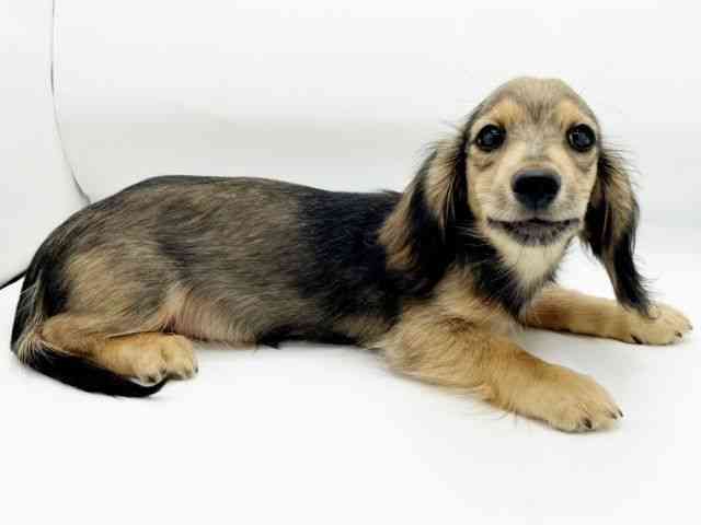 兵庫県のミニチュアダックスフンド(ロング) (ひごペットフレンドリーコロワ甲子園店/2025年8月9日生まれ/男の子/シェーデットレッド)の子犬の3枚目の画像