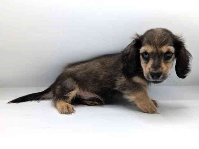 兵庫県のミニチュアダックスフンド(ロング) (ひごペットフレンドリーコロワ甲子園店/2025年8月9日生まれ/男の子/シェーデットレッド)の子犬の3枚目の画像