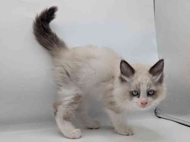 香川県のラグドール (ひごペットフレンドリーゆめタウン高松店/2025年8月7日生まれ/男の子/シールポイントバイカラー)の子猫の3枚目の画像