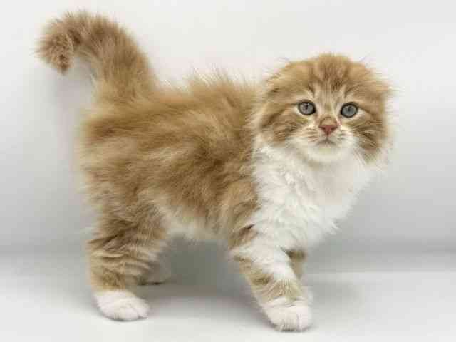 大阪府のスコティッシュフォールド (ひごペットフレンドリーららぽーとEXPOCITY店/2025年8月16日生まれ/男の子/レッドタビーホワイト)の子猫の3枚目の画像