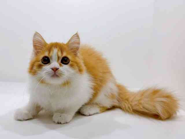 広島県のスコティッシュフォールド (ひごペットフレンドリーフジグラン神辺店/2025年8月15日生まれ/女の子/レッドタビーホワイト)の子猫の3枚目の画像