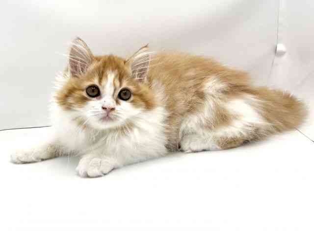 兵庫県のスコティッシュフォールド (ひごペットフレンドリークラウンパーク伊丹店/2025年8月15日生まれ/女の子/レッドタビーホワイト)の子猫の3枚目の画像