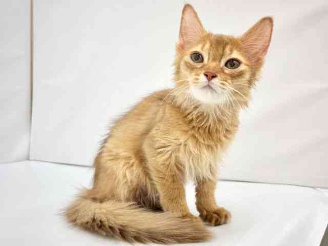 大阪府のソマリ (ひごペットフレンドリーイオンタウン茨木太田店/2025年8月14日生まれ/女の子/レッド)の子猫の3枚目の画像